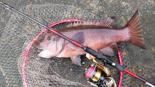 コブダイの釣果