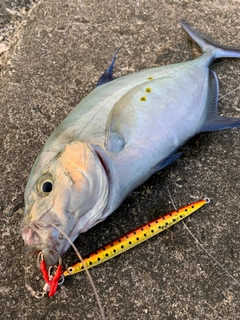 ナンヨウカイワリの釣果