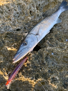 オニカマスの釣果