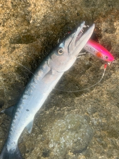 オニカマスの釣果