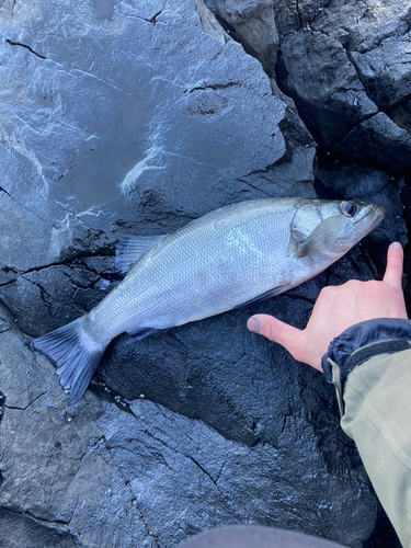 ヒラスズキの釣果