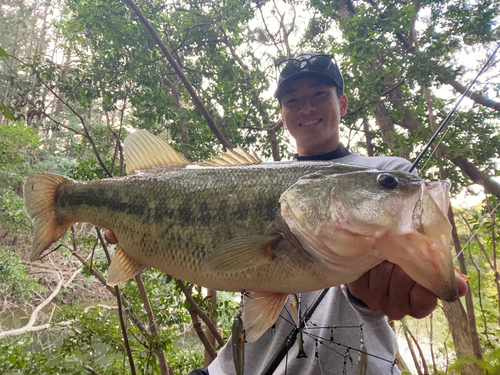 ブラックバスの釣果