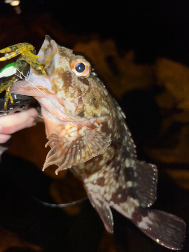 カサゴの釣果