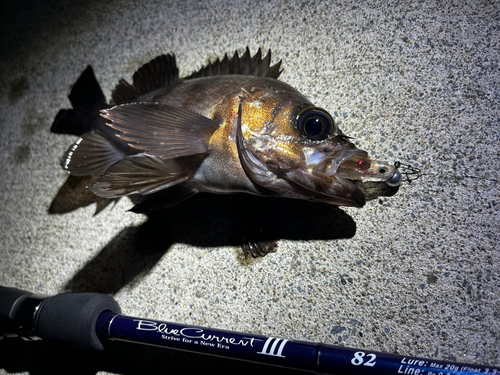 シロメバルの釣果