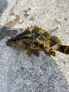 タケノコメバルの釣果