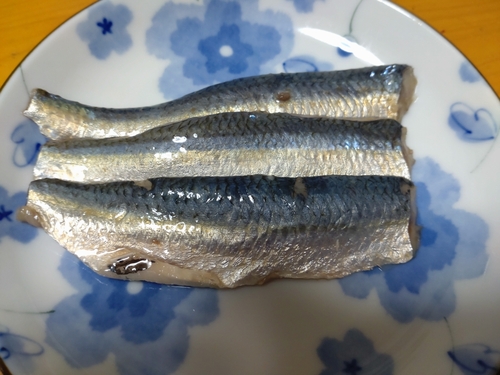 カタボシイワシの釣果