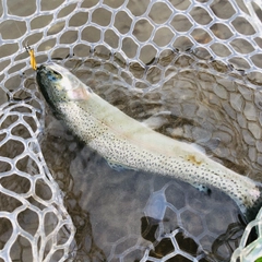 ニジマスの釣果