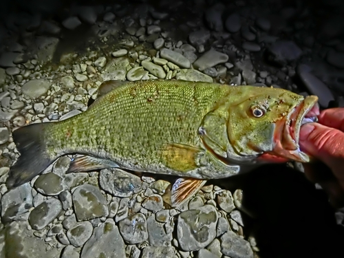 スモールマウスバスの釣果