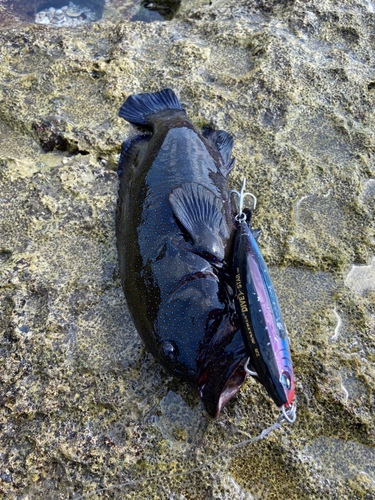 アオノメハタの釣果