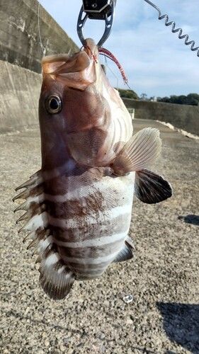 マハタの釣果