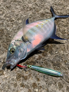 ナンヨウカイワリの釣果