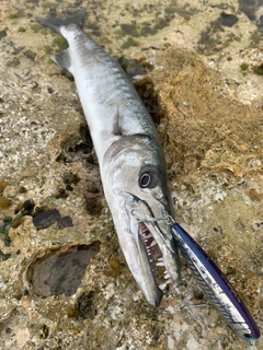 オニカマスの釣果