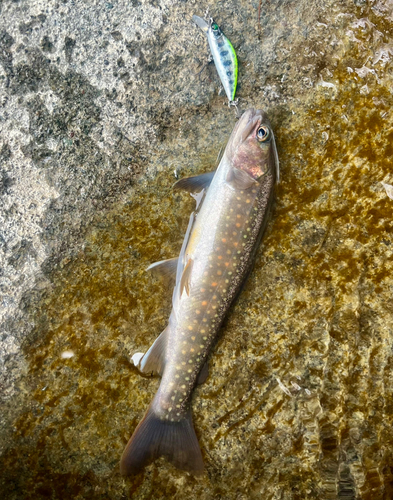 ニッコウイワナの釣果