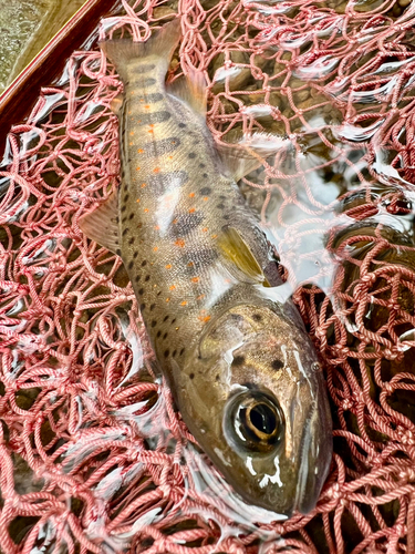 アマゴの釣果