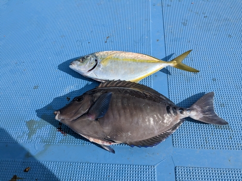 シマアジの釣果