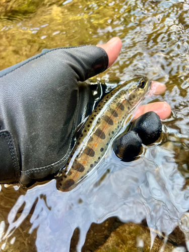 アマゴの釣果