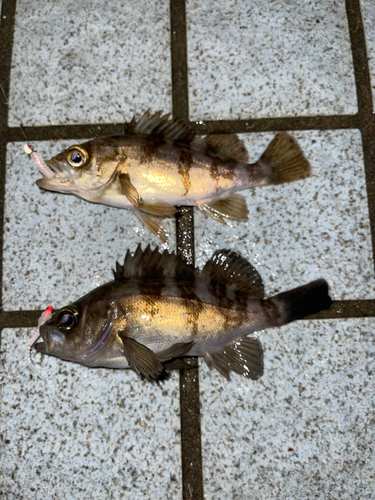 アオメバルの釣果