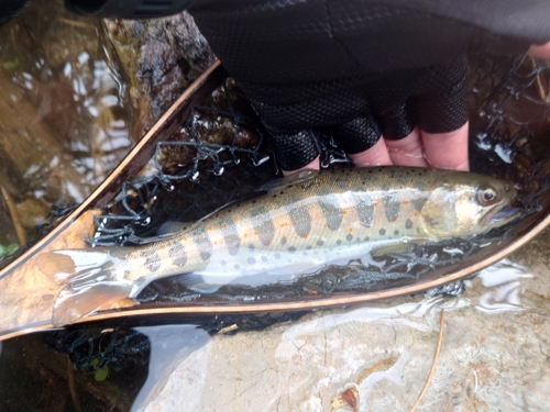 アマゴの釣果