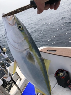 イナダの釣果