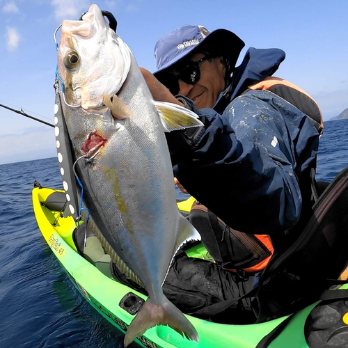 ショゴの釣果