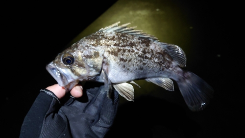 クロソイの釣果