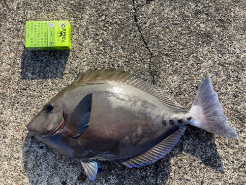 サンノジの釣果