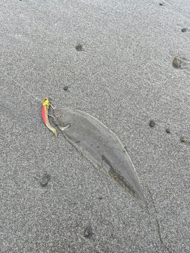 シタビラメの釣果