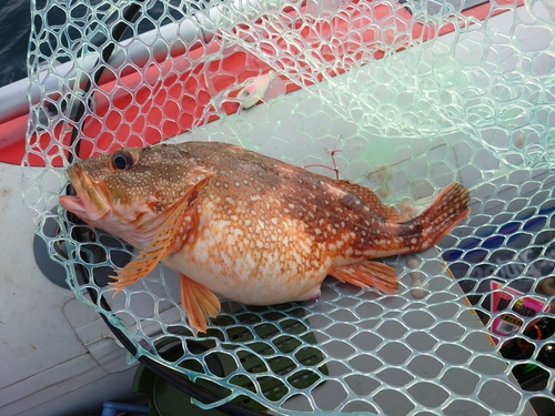 カサゴの釣果