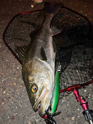 シーバスの釣果