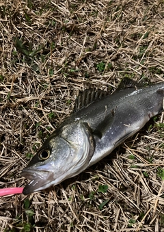 セイゴ（マルスズキ）の釣果