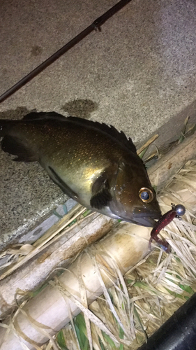 エゾメバルの釣果