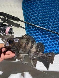 シロメバルの釣果
