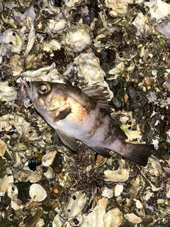 アオメバルの釣果