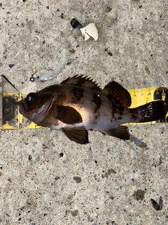 メバルの釣果