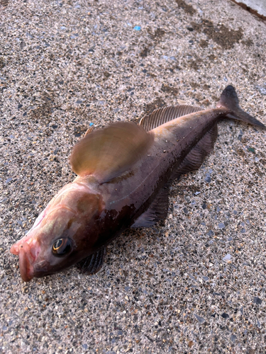 ホッケの釣果