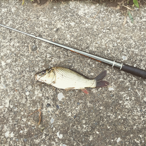 コイの釣果