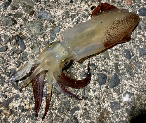 イカの釣果