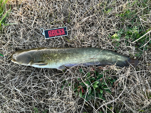 ナマズの釣果