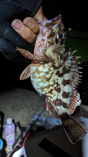 アラカブの釣果