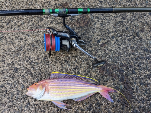 イトヨリダイの釣果