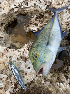 カスミアジの釣果