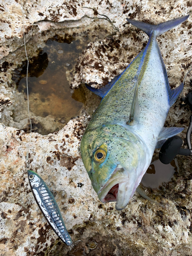 カスミアジの釣果