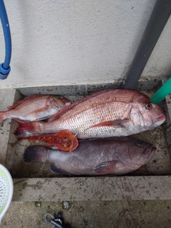 マダイの釣果