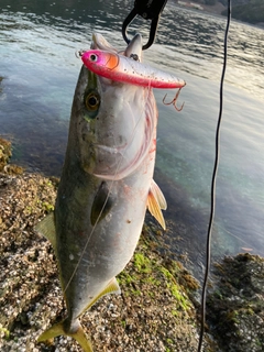 ハマチの釣果