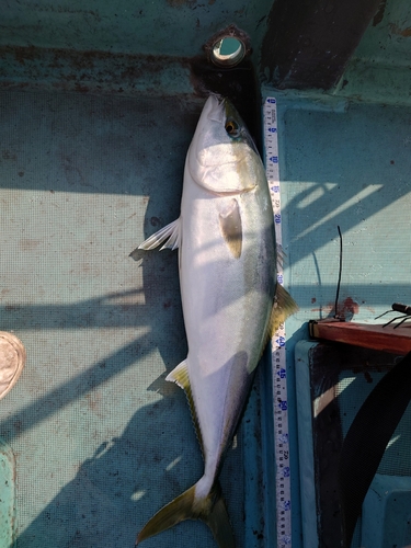 ハマチの釣果