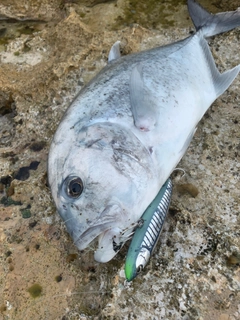 ロウニンアジの釣果