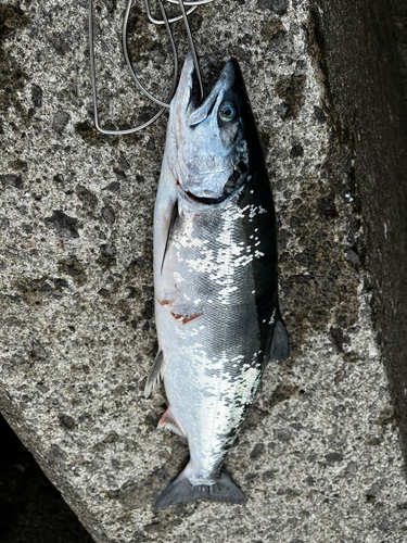 サクラマスの釣果