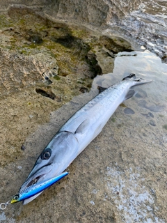 オニカマスの釣果