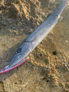 オニカマスの釣果