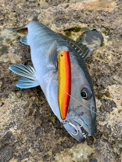 アオチビキの釣果